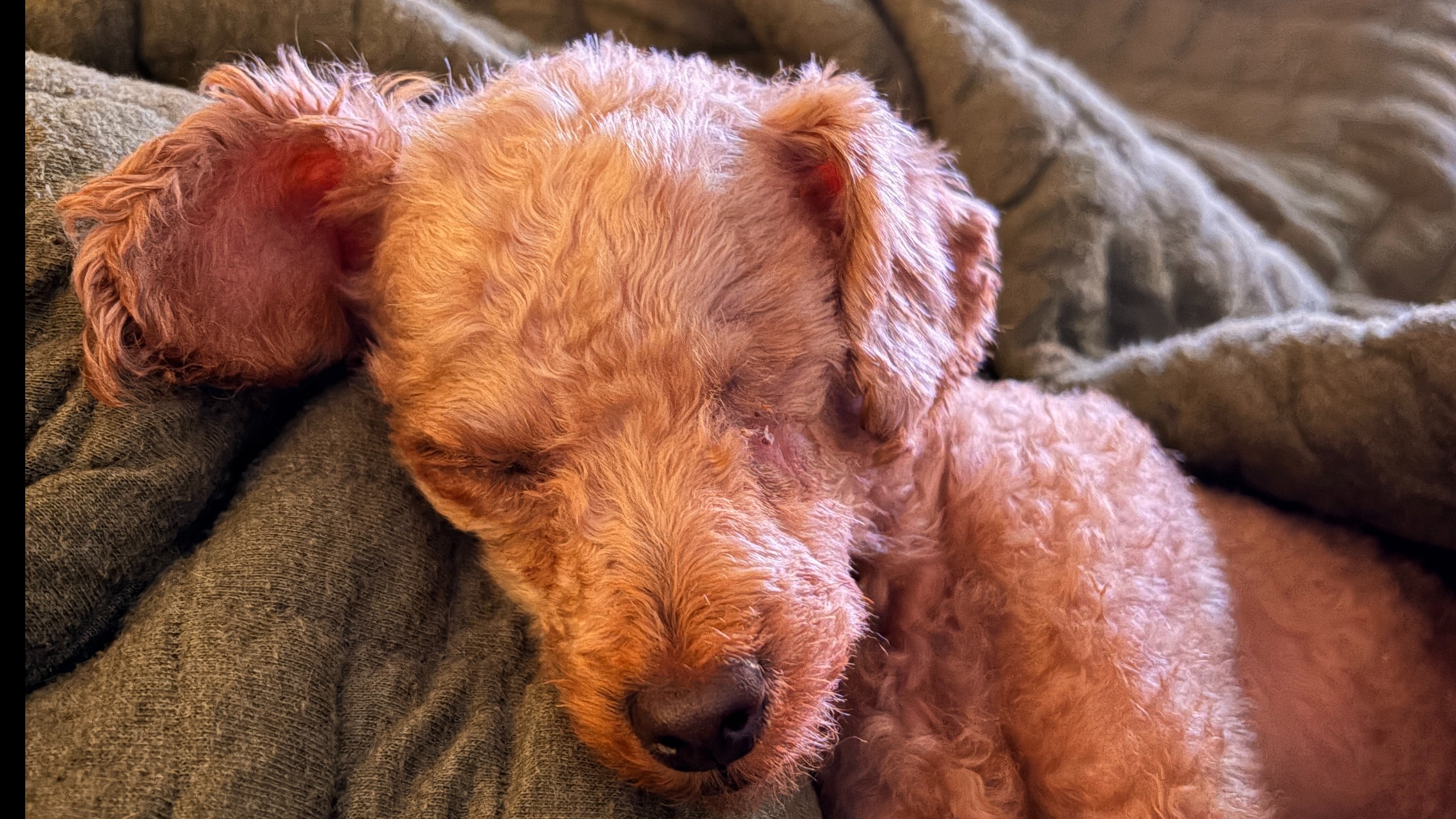 Caring for a Senior Dog in San Francisco: What Actually Helps