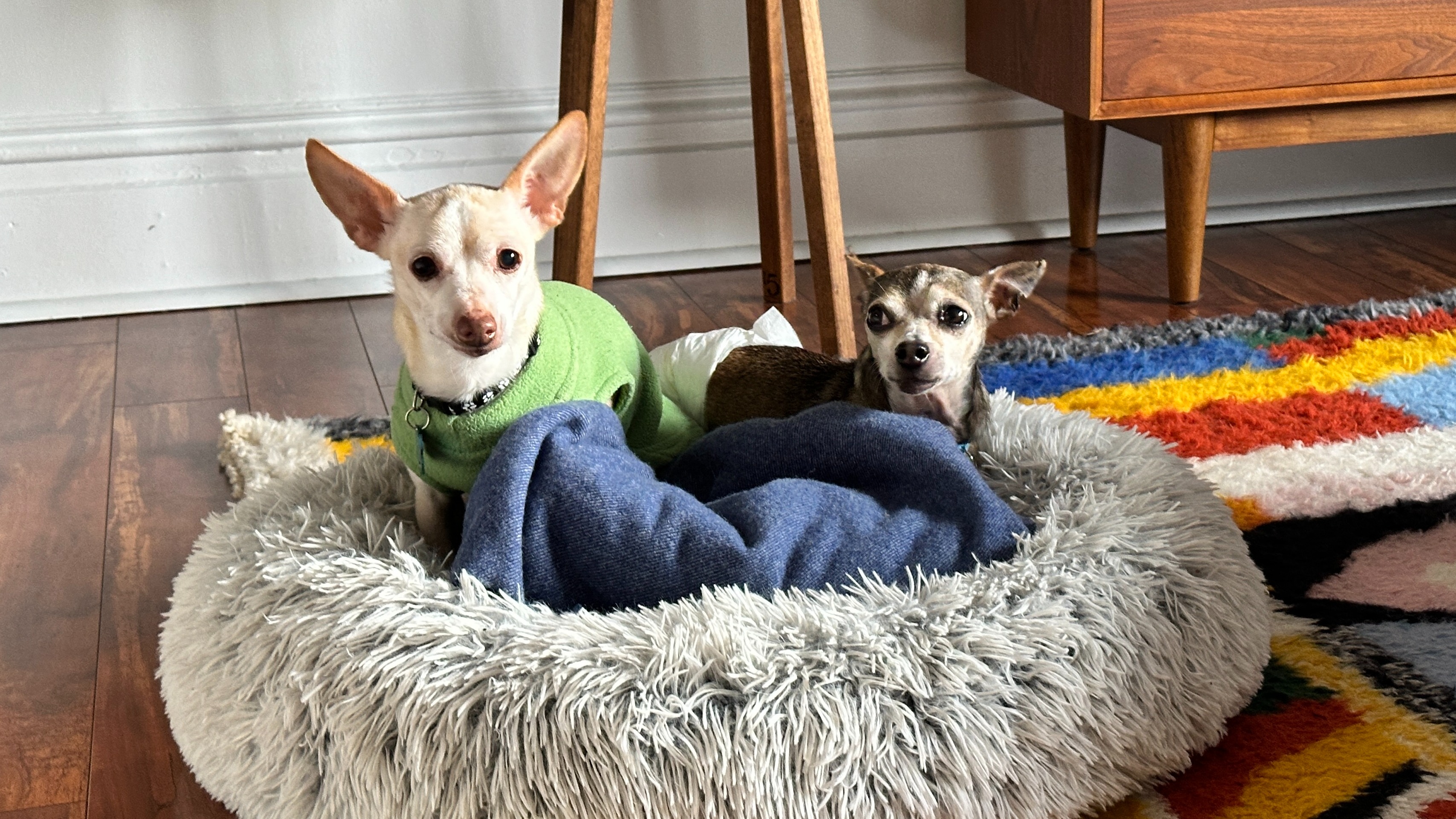 Getting Your Dog Ready for Their First Boarding Stay
