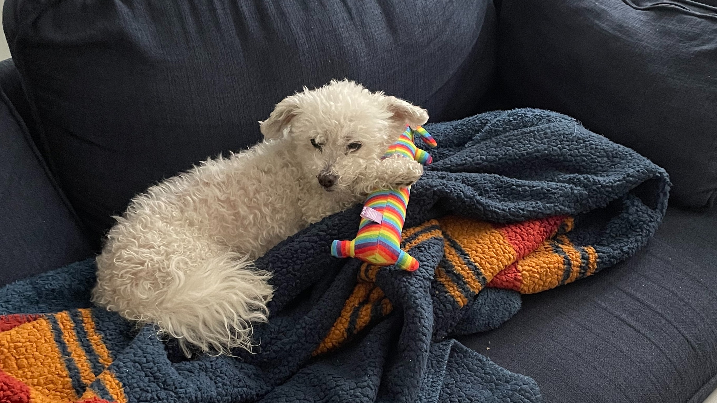 How Much Does Dog Boarding Cost in San Francisco?