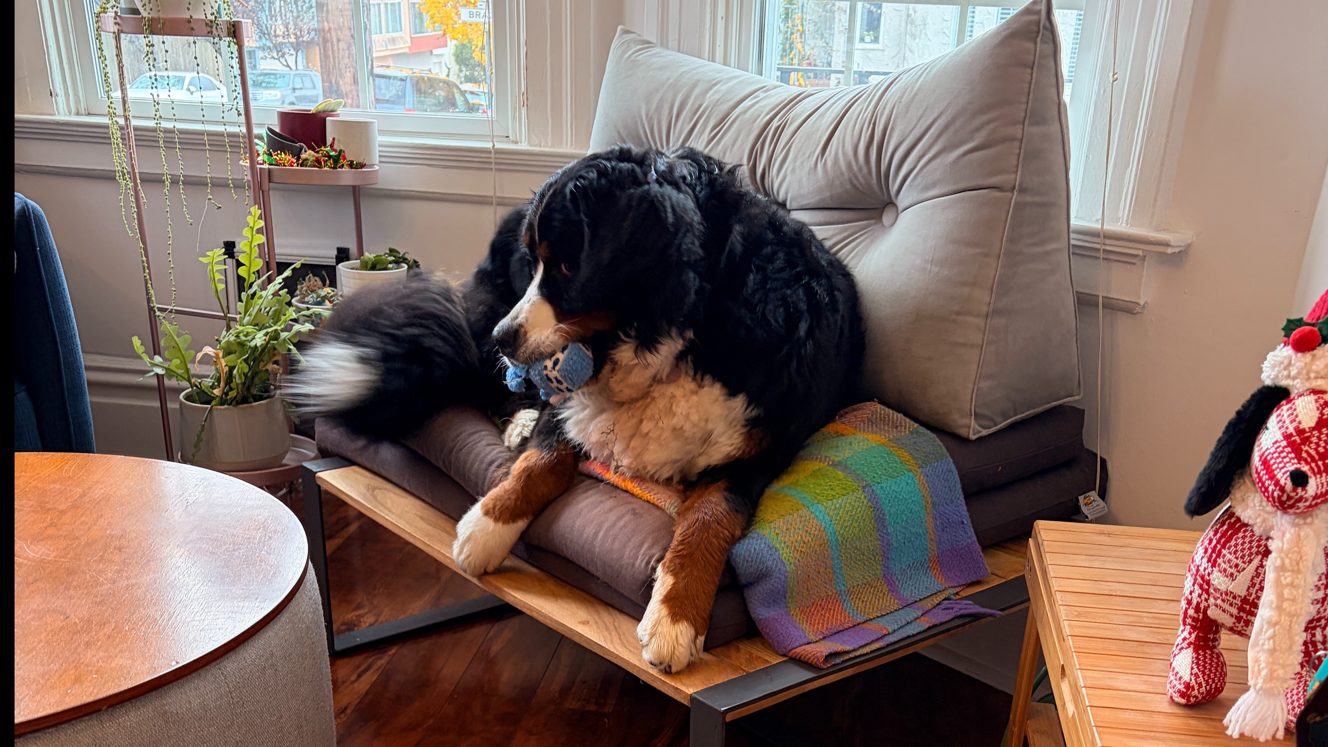 In-Home Dog Boarding vs. Kennel: What Your Dog Experiences | SF