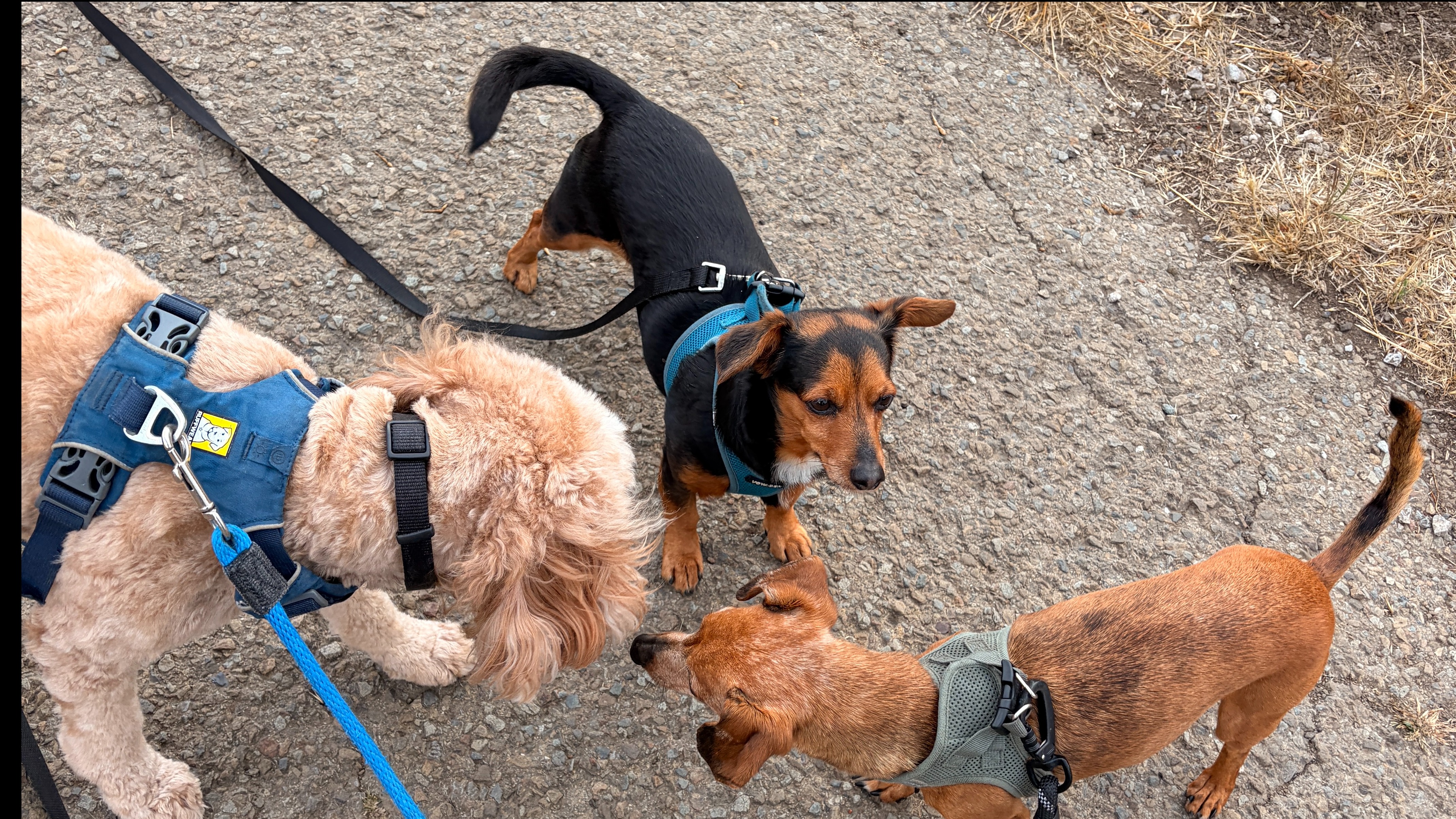How Much Do Dog Walkers Charge in San Francisco? 2026 Price Guide