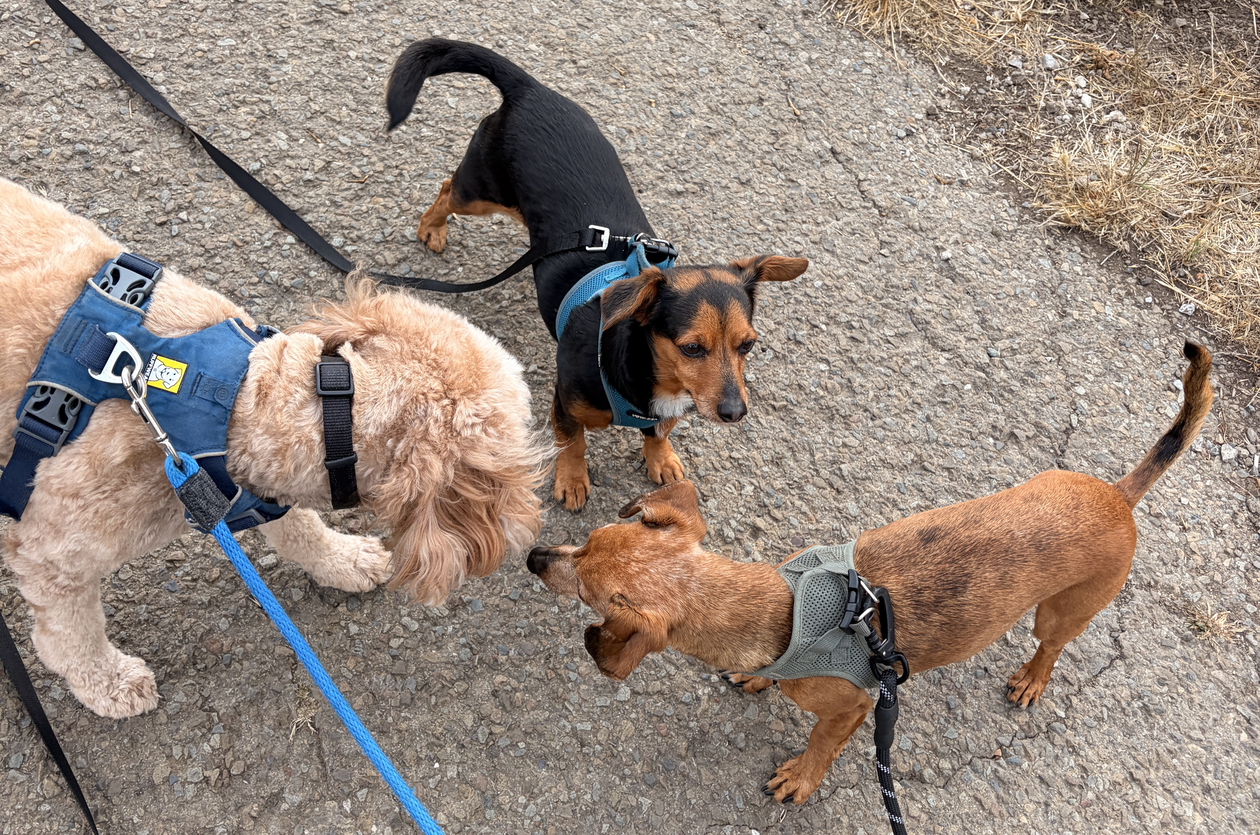 How Much Do Dog Walkers Charge in San Francisco?